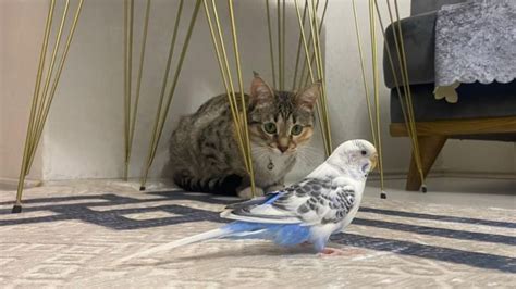 kedi ile muhabbet kuşunun dostluğu